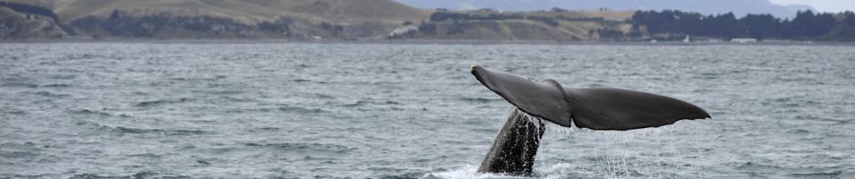 Whale Purging the Surface